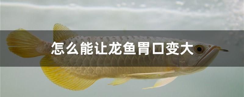 怎么能讓龍魚胃口變大