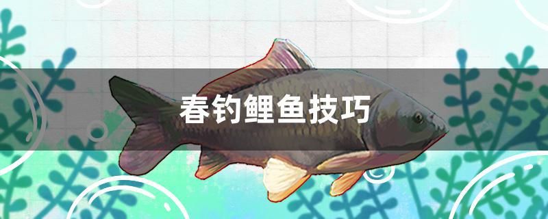 飛鳳吸龍魚（飛鳳吸龍魚魚鰭） 孵化器