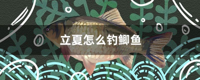 立夏怎么釣鯽魚 PH調(diào)節(jié)劑