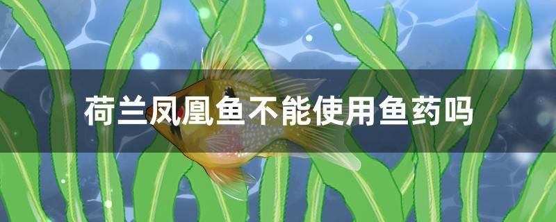 荷蘭鳳凰魚不能使用魚藥嗎 養(yǎng)魚的好處