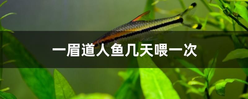 一眉道人魚幾天喂一次 熱帶魚魚苗批發(fā)