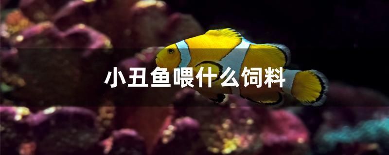 小丑魚喂什么飼料 熊貓異形魚L46