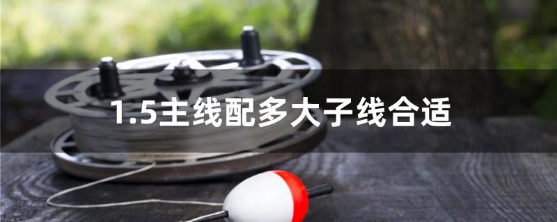 1.5主線配多大子線合適 丹頂錦鯉魚