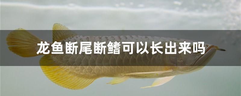 龍魚斷尾斷鰭可以長出來嗎 森森魚缸