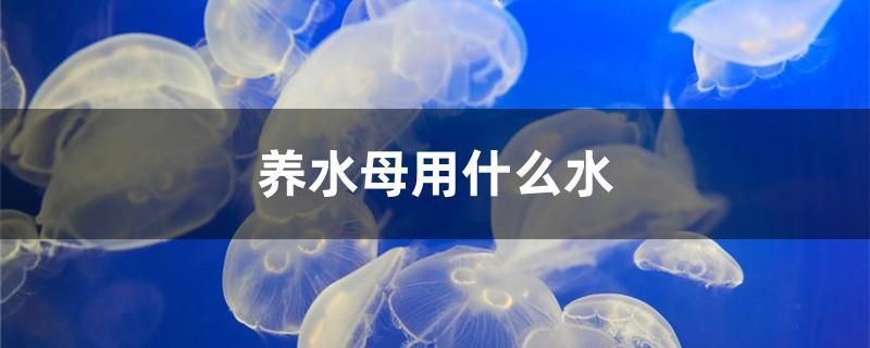 養(yǎng)水母用什么水