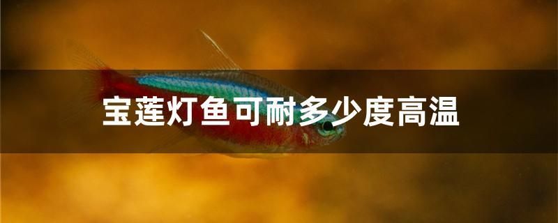 寶蓮燈魚可耐多少度高溫 赤荔鳳冠魚