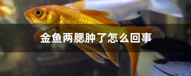 金魚兩腮腫了怎么回事