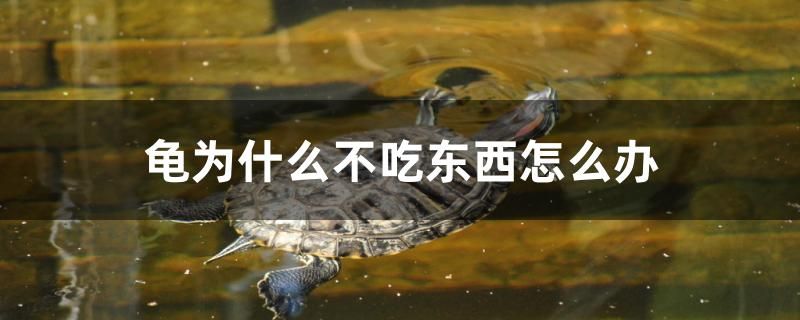 龜為什么不吃東西怎么辦 祥龍魚場(chǎng)品牌產(chǎn)品