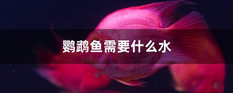 鸚鵡魚需要什么水 三色錦鯉魚