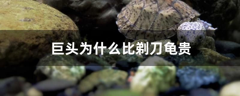 巨頭為什么比剃刀龜貴 九鼎魚缸