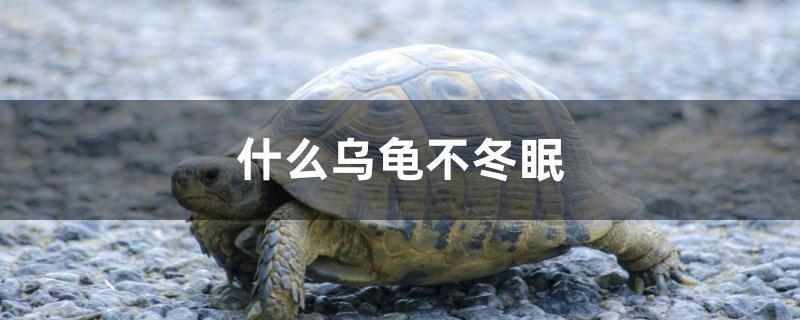 什么烏龜不冬眠 其它水族用具設(shè)備