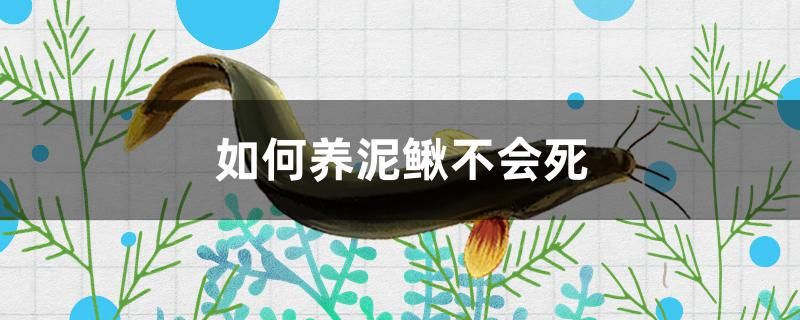 如何養(yǎng)泥鰍不會死 藍(lán)底過背金龍魚