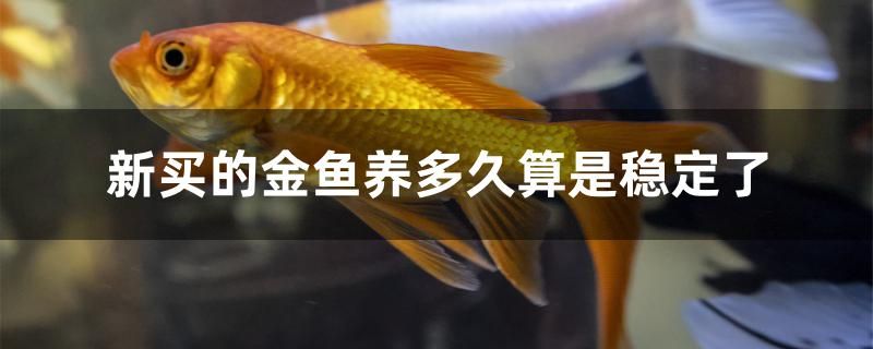 新買(mǎi)的金魚(yú)養(yǎng)多久算是穩(wěn)定了