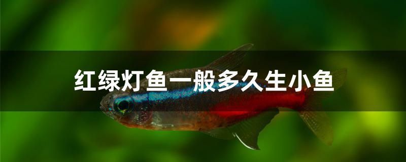 紅綠燈魚一般多久生小魚 狗頭魚