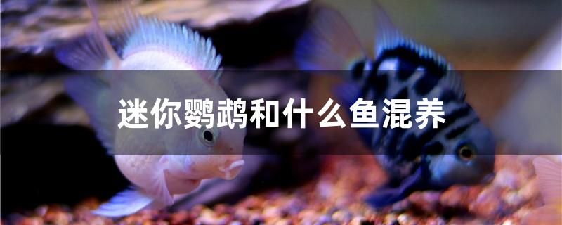 迷你鸚鵡和什么魚混養(yǎng)