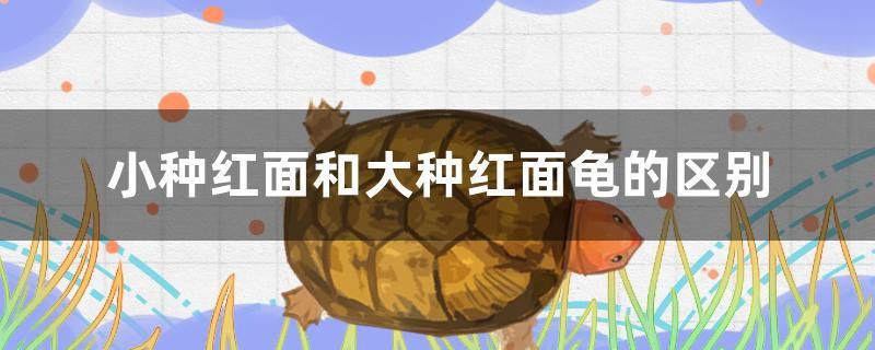 小種紅面和大種紅面龜?shù)膮^(qū)別 慈雕魚