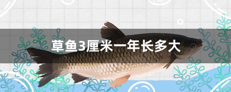 草魚3厘米一年長(zhǎng)多大 銀古魚苗