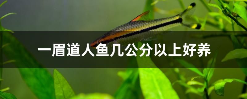 一眉道人魚幾公分以上好養(yǎng) 大正錦鯉魚