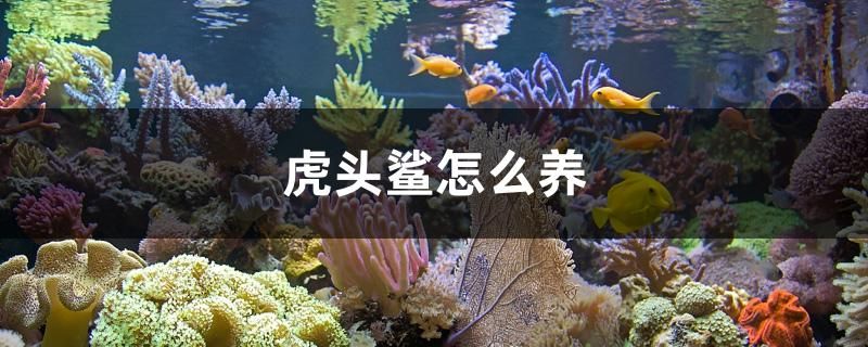 虎頭鯊怎么養(yǎng) 藍(lán)底過背金龍魚