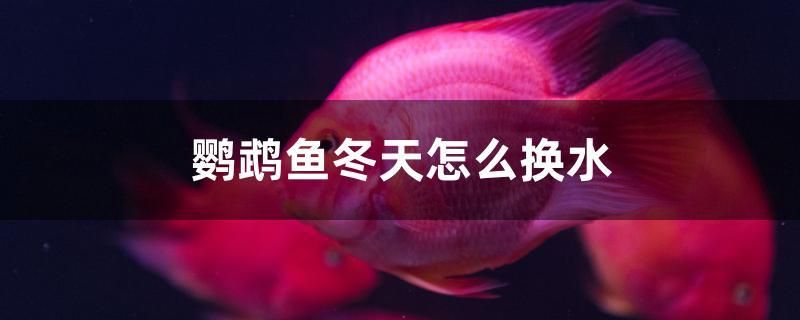 鸚鵡魚冬天怎么換水 祥龍龍魚專用水族燈