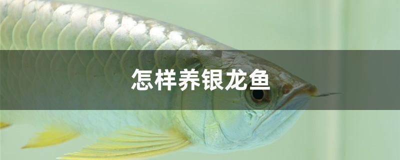 怎樣養(yǎng)銀龍魚(yú) 三色錦鯉魚(yú)