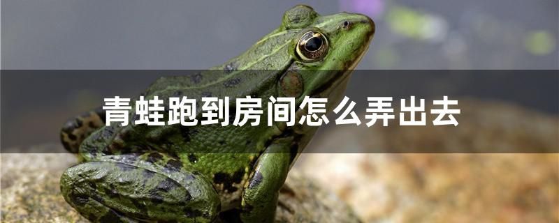 青蛙跑到房間怎么弄出去 黃金達摩魚