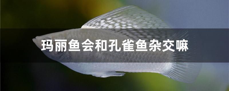 蕪湖專業(yè)做魚缸的公司有哪些（蕪湖魚類） 斯維尼關(guān)刀魚