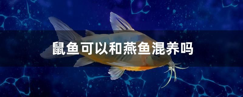 鼠魚(yú)可以和燕魚(yú)混養(yǎng)嗎