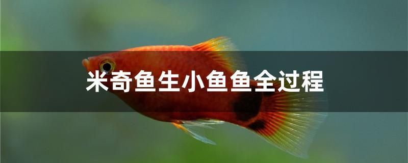 米奇魚生小魚魚全過(guò)程 B級(jí)過(guò)背金龍魚