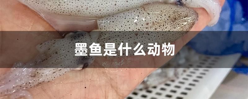 墨魚是什么動物 月光鴨嘴魚苗