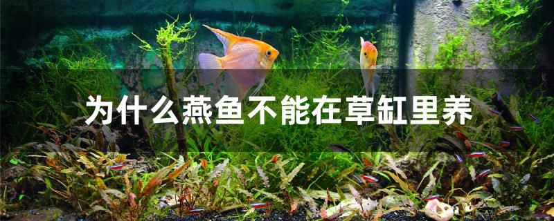 為什么燕魚不能在草缸里養(yǎng) 網(wǎng)上購買觀賞魚