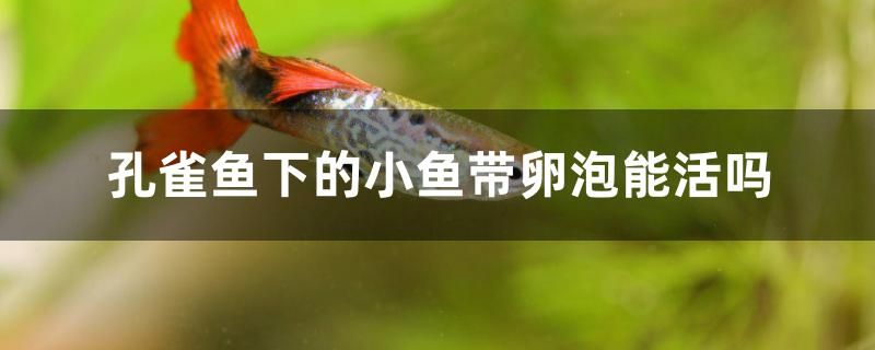 孔雀魚下的小魚帶卵泡能活嗎