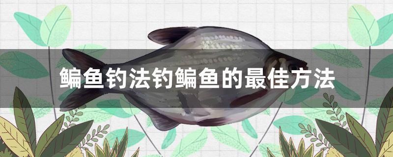 鳊魚(yú)釣法釣鳊魚(yú)的最佳方法