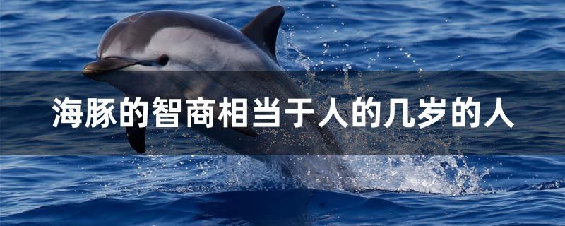 海豚的智商相當(dāng)于幾歲的人 BD魟魚