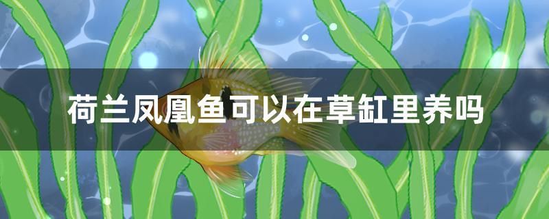 荷蘭鳳凰魚可以在草缸里養(yǎng)嗎 狗頭魚