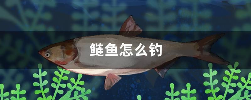 鰱魚(yú)怎么釣 藍(lán)帆三間魚(yú)