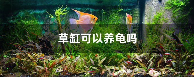 寧?？h躍龍街道春磊魚(yú)缸店 全國(guó)水族館企業(yè)名錄