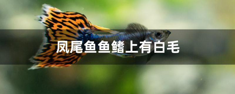 鳳尾魚魚鰭上有白毛 馬拉莫寶石魚