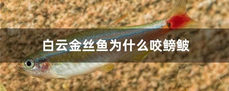 白云金絲魚為什么咬鳑鲏