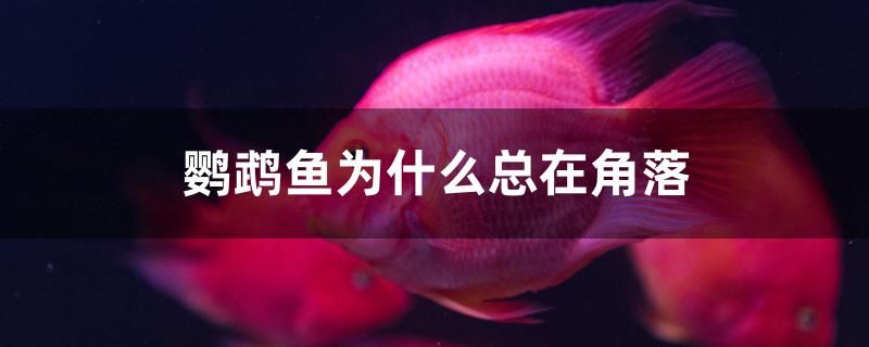 高背金龍魚(yú)怎么養(yǎng)視頻解說(shuō)（settle in和settle dow） 馬來(lái)西亞燕窩