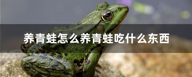 養(yǎng)青蛙怎么養(yǎng)青蛙吃什么東西 巴卡雷龍魚