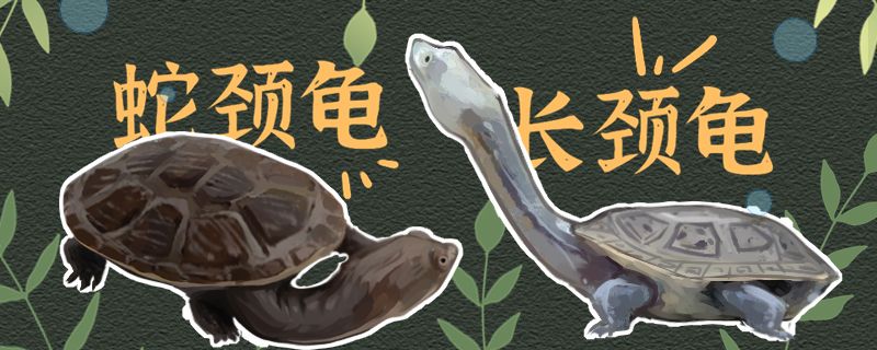 蛇頸龜和長頸龜有什么區(qū)別可以一起養(yǎng)嗎 泰龐海蓮魚