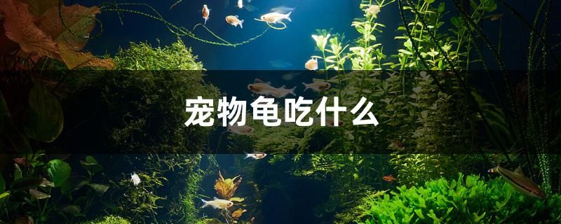 寵物龜吃什么