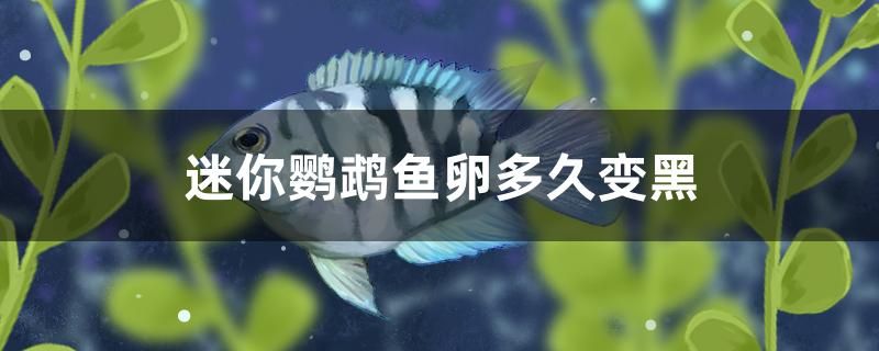 迷你鸚鵡魚卵多久變黑 祥龍赫舞紅龍魚