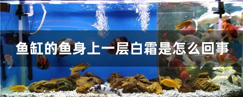 魚缸的魚身上一層白霜是怎么回事 祥龍龍魚專用水族燈