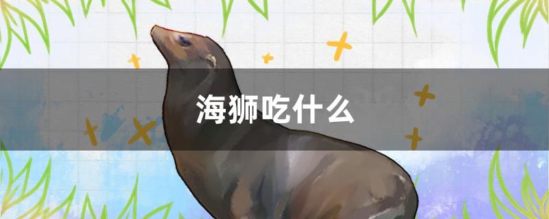 海獅吃什么 白子金龍魚