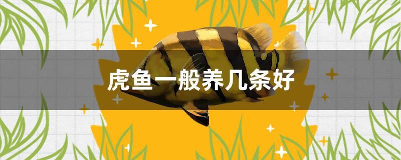 虎魚一般養(yǎng)幾條好