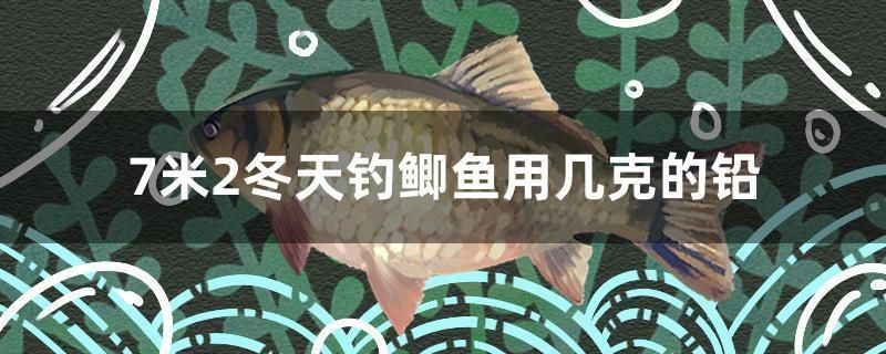 7米2冬天釣鯽魚用幾克的鉛 丹頂錦鯉魚