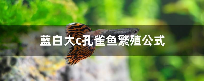 藍(lán)白大c孔雀魚繁殖公式 杰西卡恐龍魚