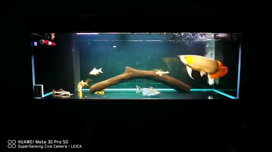 水族樂園魚缸插電源能用嗎視頻（水族樂園魚缸插電源能用嗎視頻教程） 龍魚百科